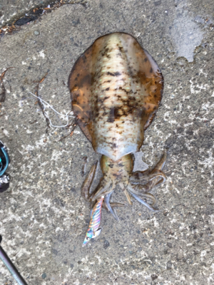 サビキからの泳がせ、そしてエギング