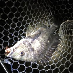 淀川ブリームゲーム 今季初マチヌ