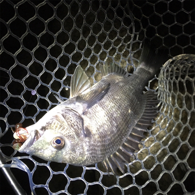 淀川ブリームゲーム 今季初マチヌ