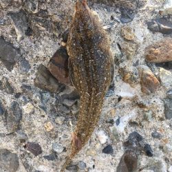 ライトタックルでキス釣り