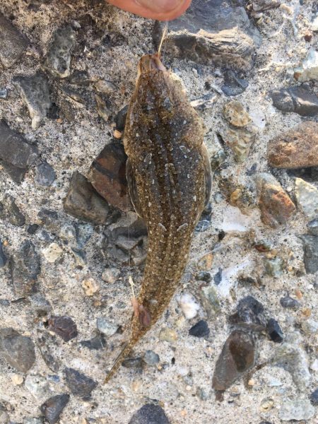 ライトタックルでキス釣り