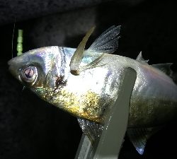 ナイトアジング