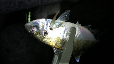 ナイトアジング