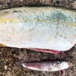 デイゲームでツバスとキビレ