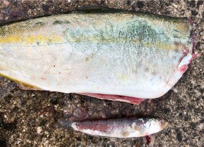 デイゲームでツバスとキビレ