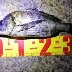 シンキングミノーで何か釣る夜釣り～