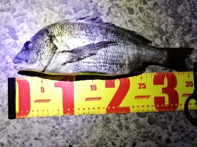 シンキングミノーで何か釣る夜釣り～