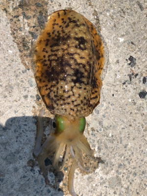 墨付け完了（？）