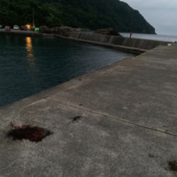 イカ釣りがハモに