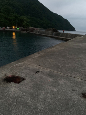 イカ釣りがハモに