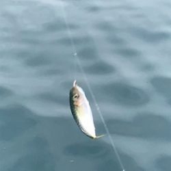 サビキ雑魚釣