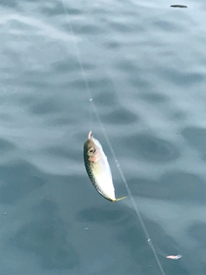 サビキ雑魚釣