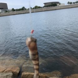 久しぶりのキス釣り(^^)