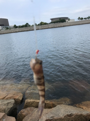 久しぶりのキス釣り(^^)