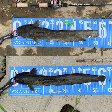 デイナマズゲーム