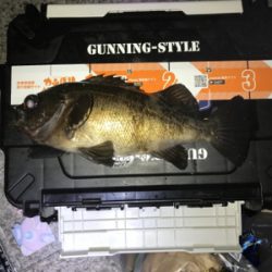 タチウオ メバル アジ