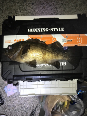 タチウオ メバル アジ