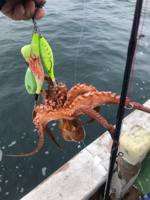 オクトパッシング