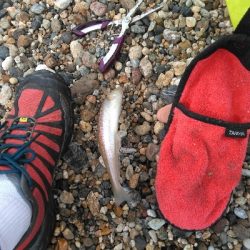 やはりキスが釣りたい