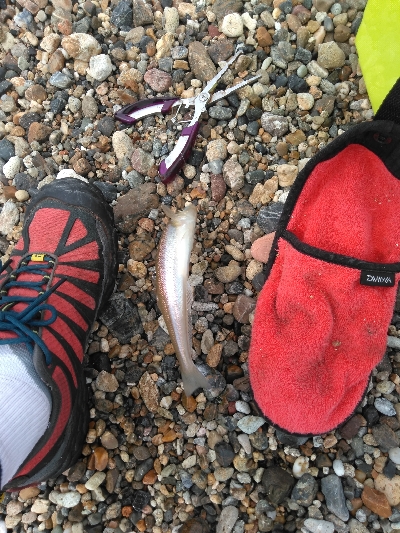 やはりキスが釣りたい