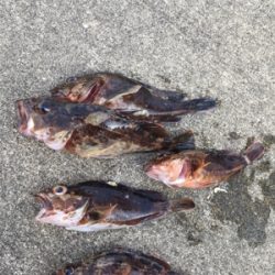 ウキのアタリ多数 色んな魚種が、、