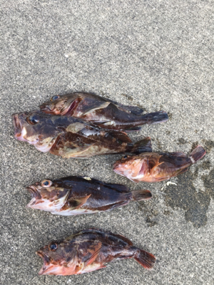 ウキのアタリ多数 色んな魚種が、、