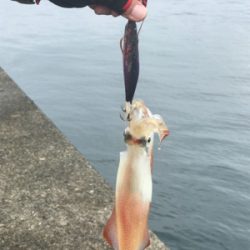 夏イカ！と言いたいところだが。。(°▽°)