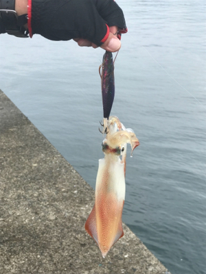 夏イカ！と言いたいところだが。。(°▽°)