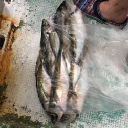 友ヶ島沖の大アジ五目