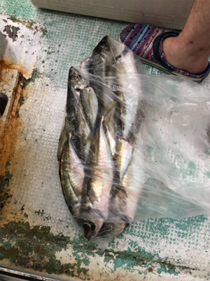 友ヶ島沖の大アジ五目