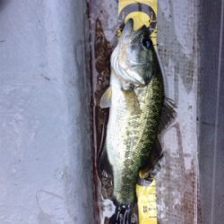 梅雨入り前の桜池