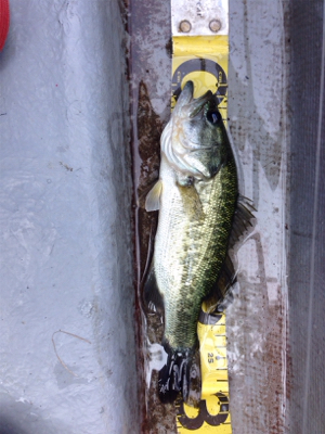 梅雨入り前の桜池