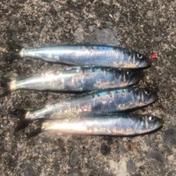 道南津軽海峡  イワシング (ワームゲーム)