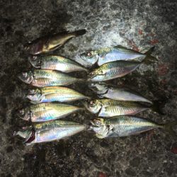 大阪湾奥アジング 中アジ回遊