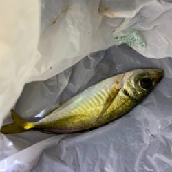 久しぶりに田尻アジング