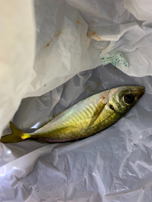 久しぶりに田尻アジング