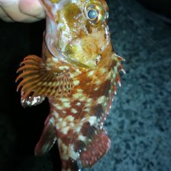 ナイトアジング