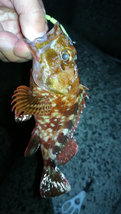 ナイトアジング