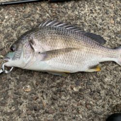 久々のええサイズ