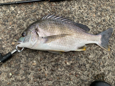 久々のええサイズ