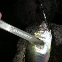 ナイトアジング