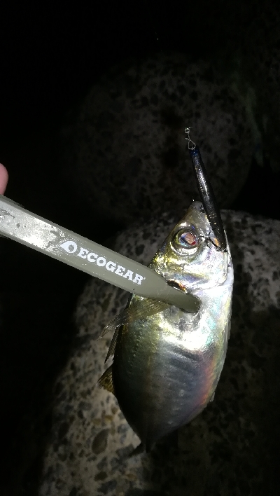 ナイトアジング