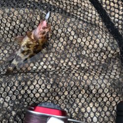 癒しのガシリング(^^)