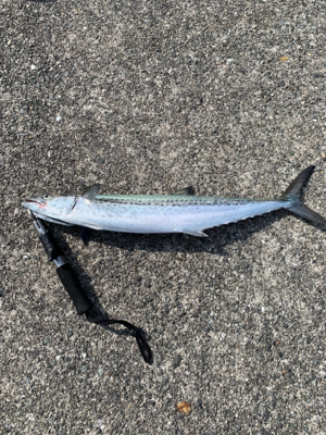 ジグサビキでサゴシ