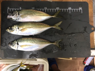 純栄丸   メクリアジ