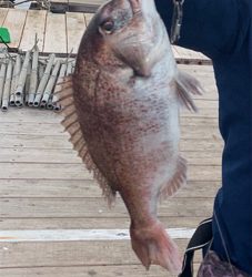 釣堀田尻初サンクスコース