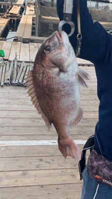 釣堀田尻初サンクスコース
