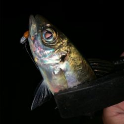 雨が降ってもアジング メバリング