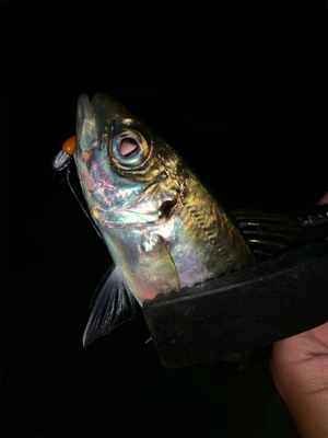雨が降ってもアジング メバリング