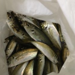 豆は釣れる